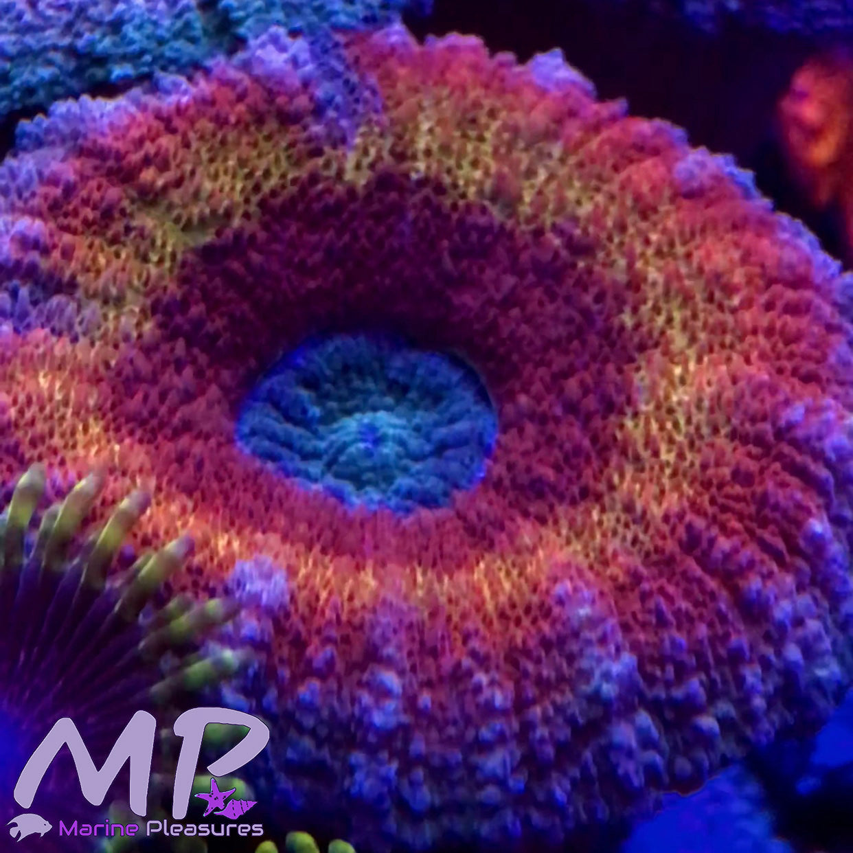 2" Rainbow Ultra Lobophyllia Coral