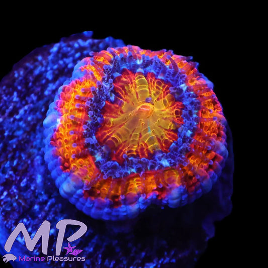 Variant Solar Flare Micromussa Coral