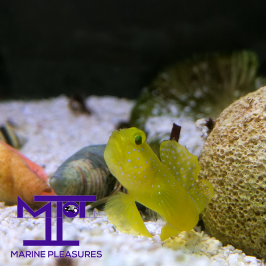 Tiny Yellow Watchman Goby