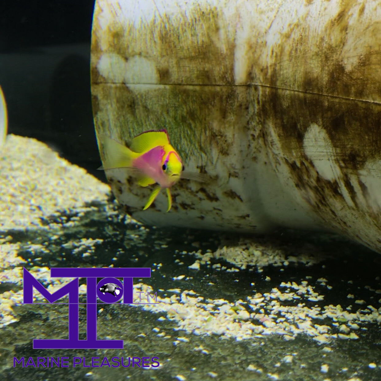 Japanese Ventralis Anthias - (Tiny Female)