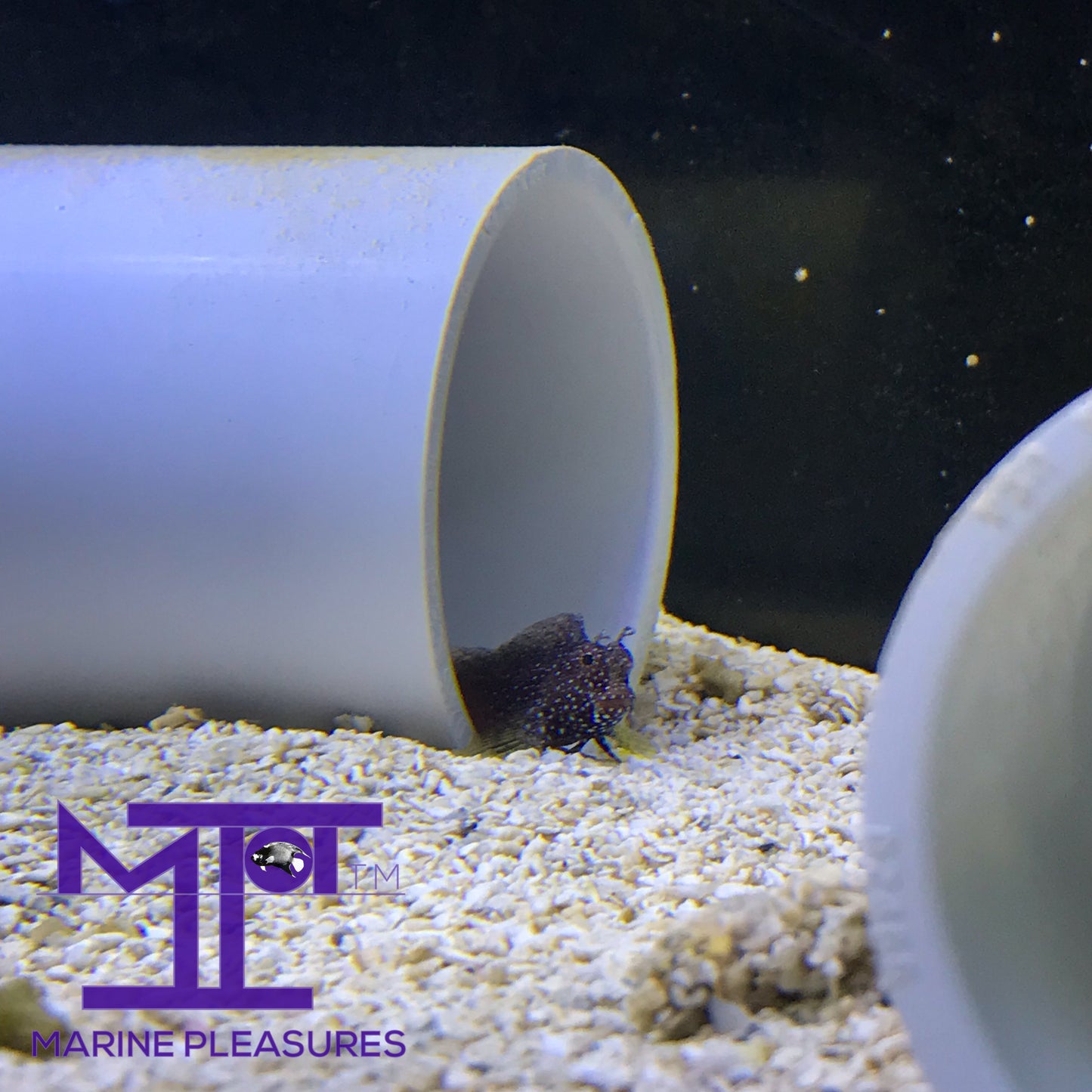 Tiny Starry Blenny