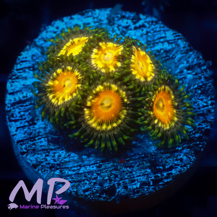 Miami Hurricane Zoanthid - (3-5 Polyps)