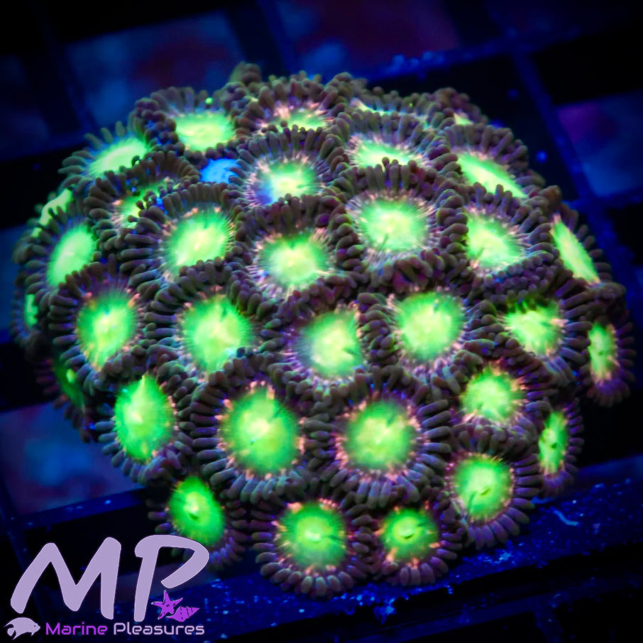 Pink Dragon Ultra Dragon Eye Zoanthids