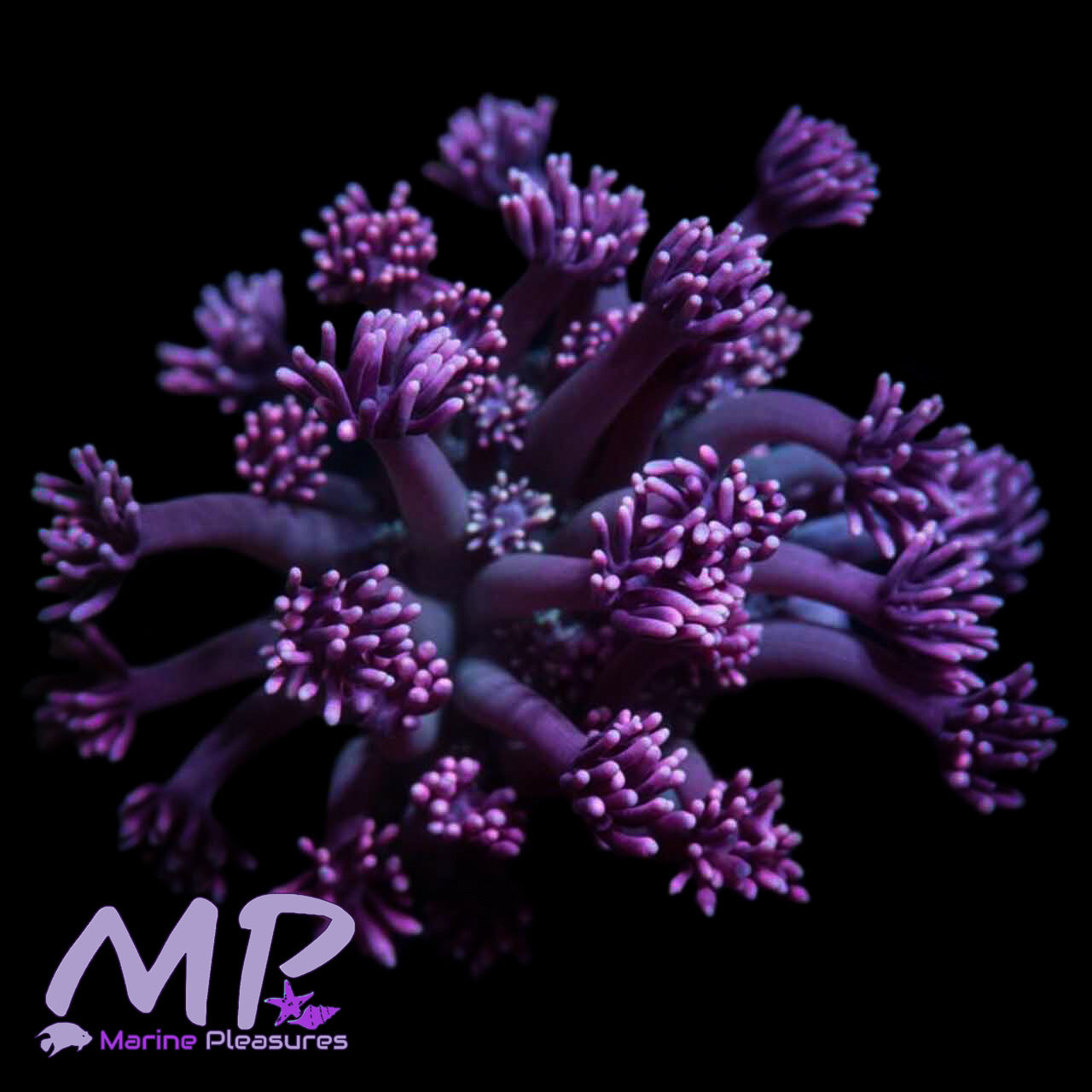 GumDrop Goniopora Coral - (Cut to Order)