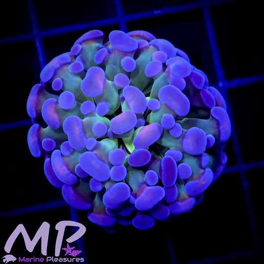 Pink Blotch Hologram Hammer Coral