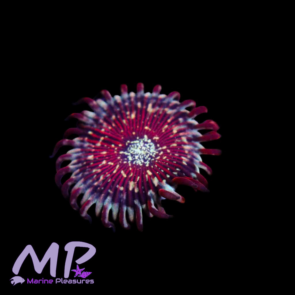 Raising Sun Zoanthids - (1 Polyp)