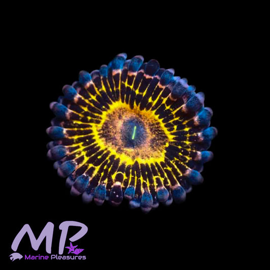 Stratosphere Zoanthids - (1 Polyp)