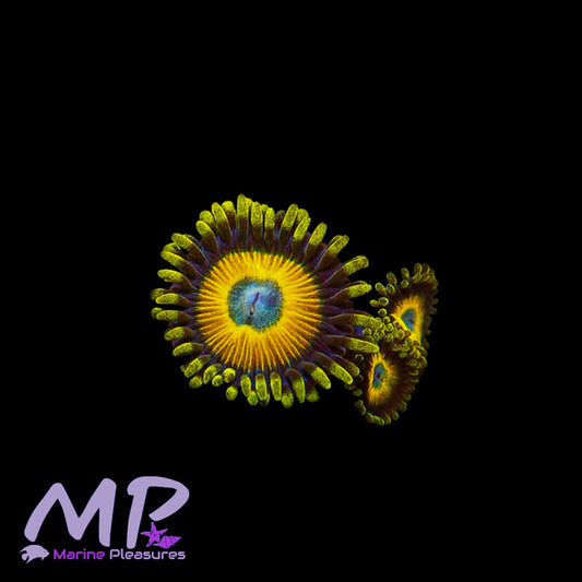 Scrambled Eggs Zoa - (1-3 Polyps)