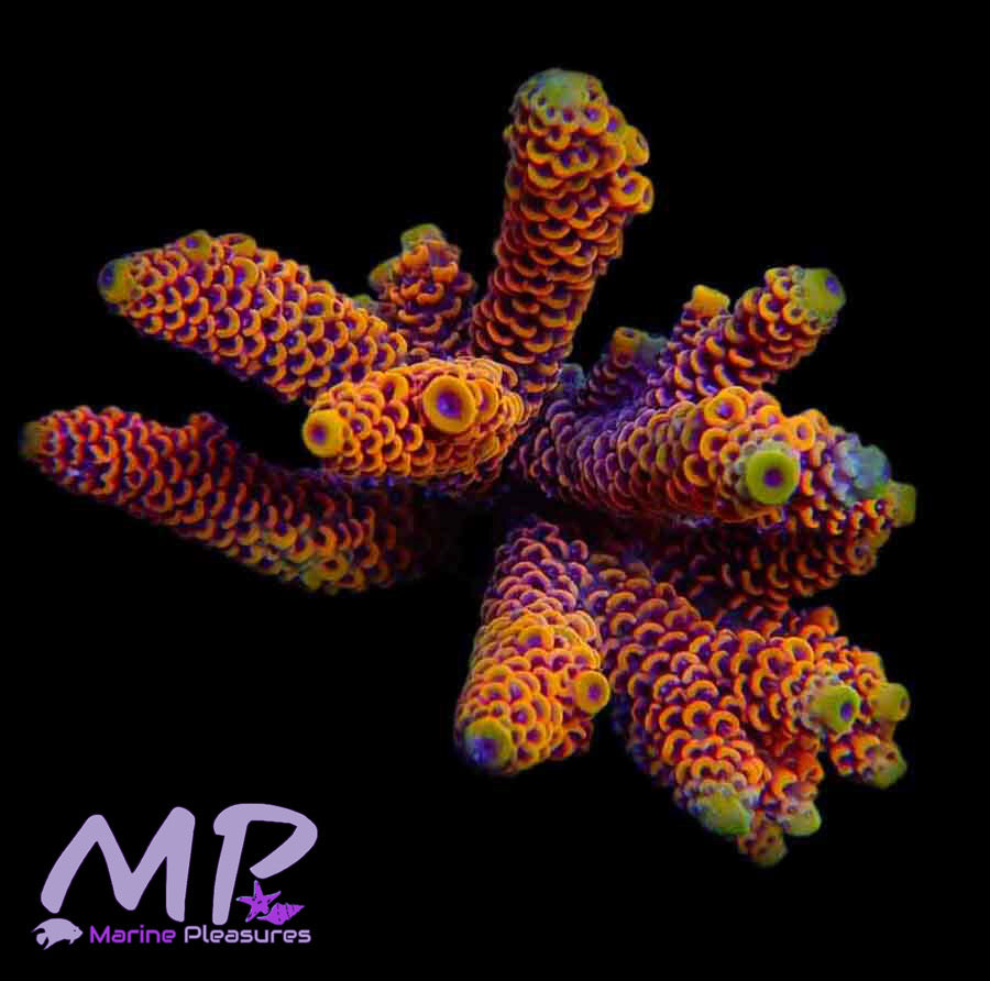 MP- X-Rated Acropora Millepora/Orange Passion - (2" Chunck)