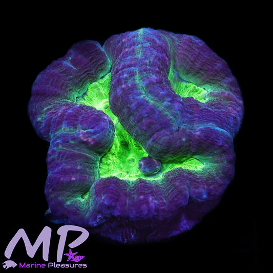 Toxic Purple Lobophyllia Coral