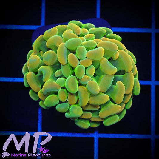 Indo Holy Grail Ultra Hammer Coral