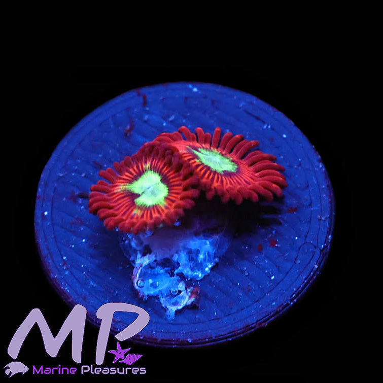 Charmanderz Zoanthids Coral