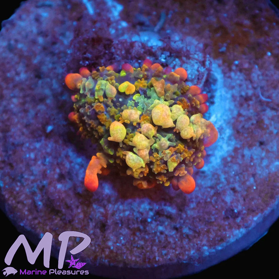 Rainbow Bounce Mushroom Coral