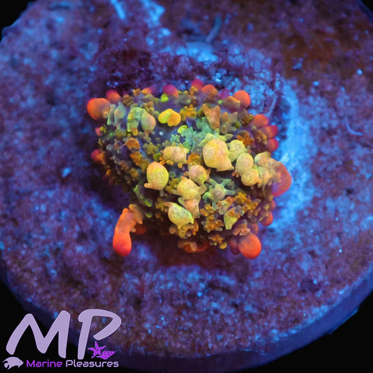 Rainbow Bounce Mushroom Coral