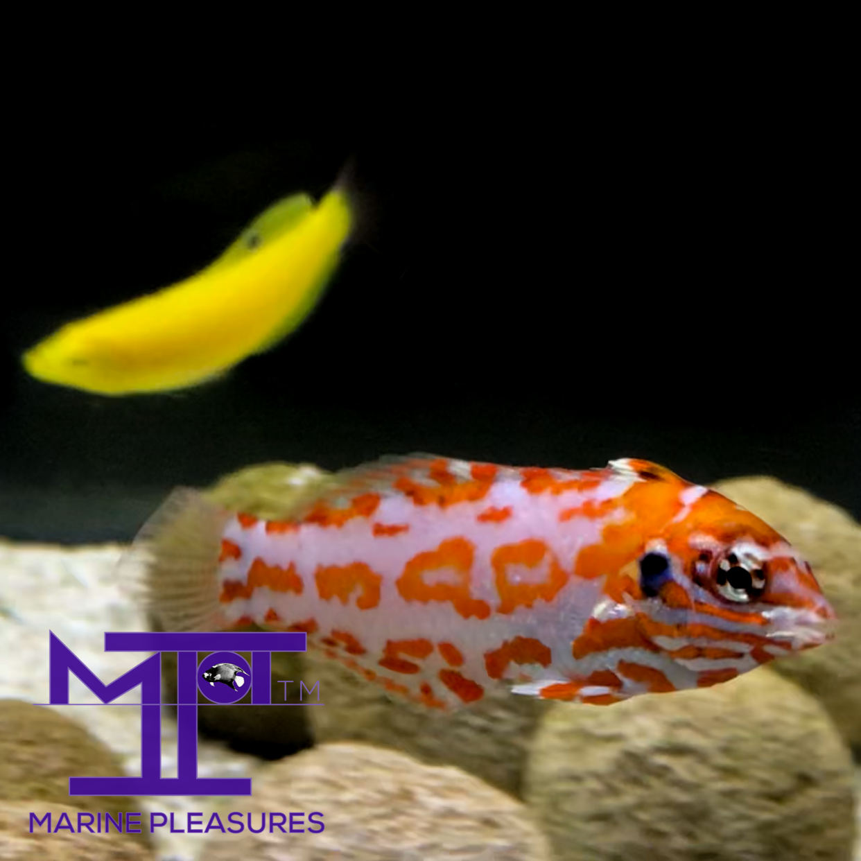 Choat's Red Leopard Wrasse