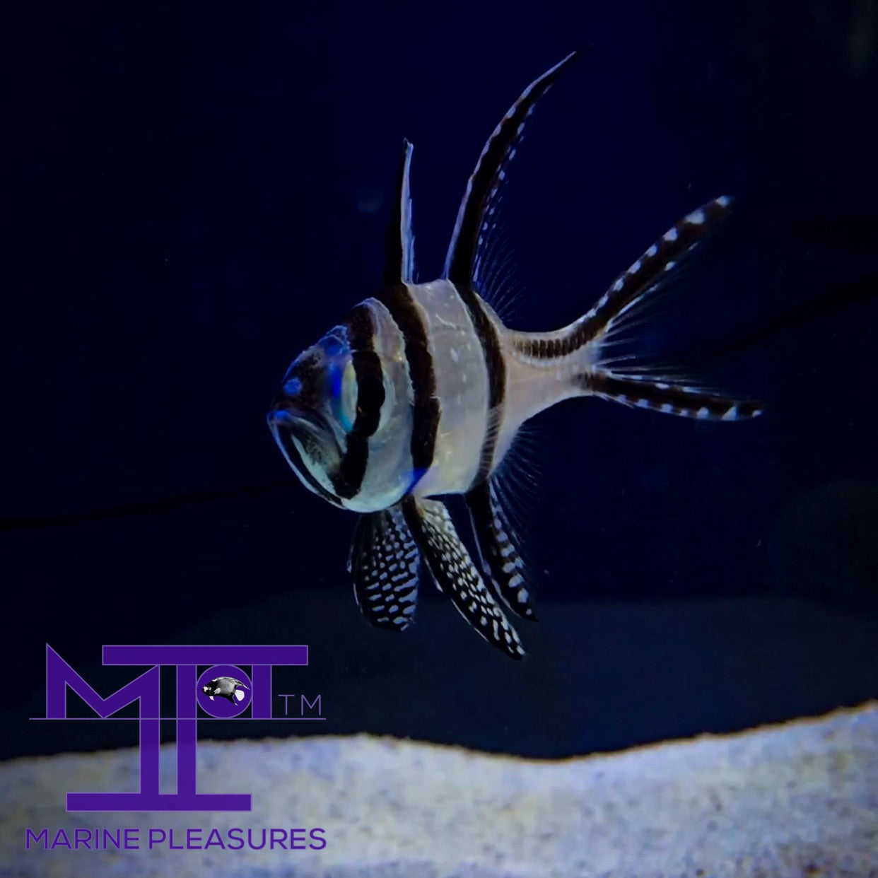 1" Banggai cardinalfish