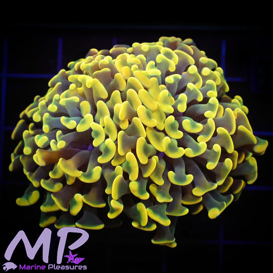 Aussie 24k Ultra Gold Branching Hammer Coral
