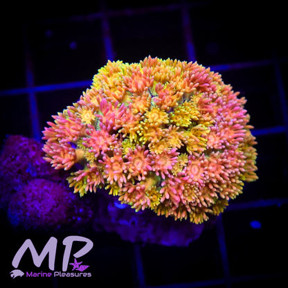 Yellow Ultra Rainbow Goniopora Coral - (Cut to Order)