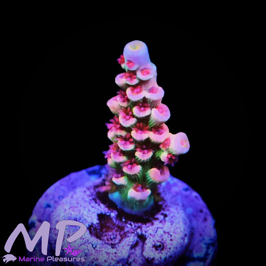 Princess Peach Rainbow Tenuis Acropora (Cotton Candy)