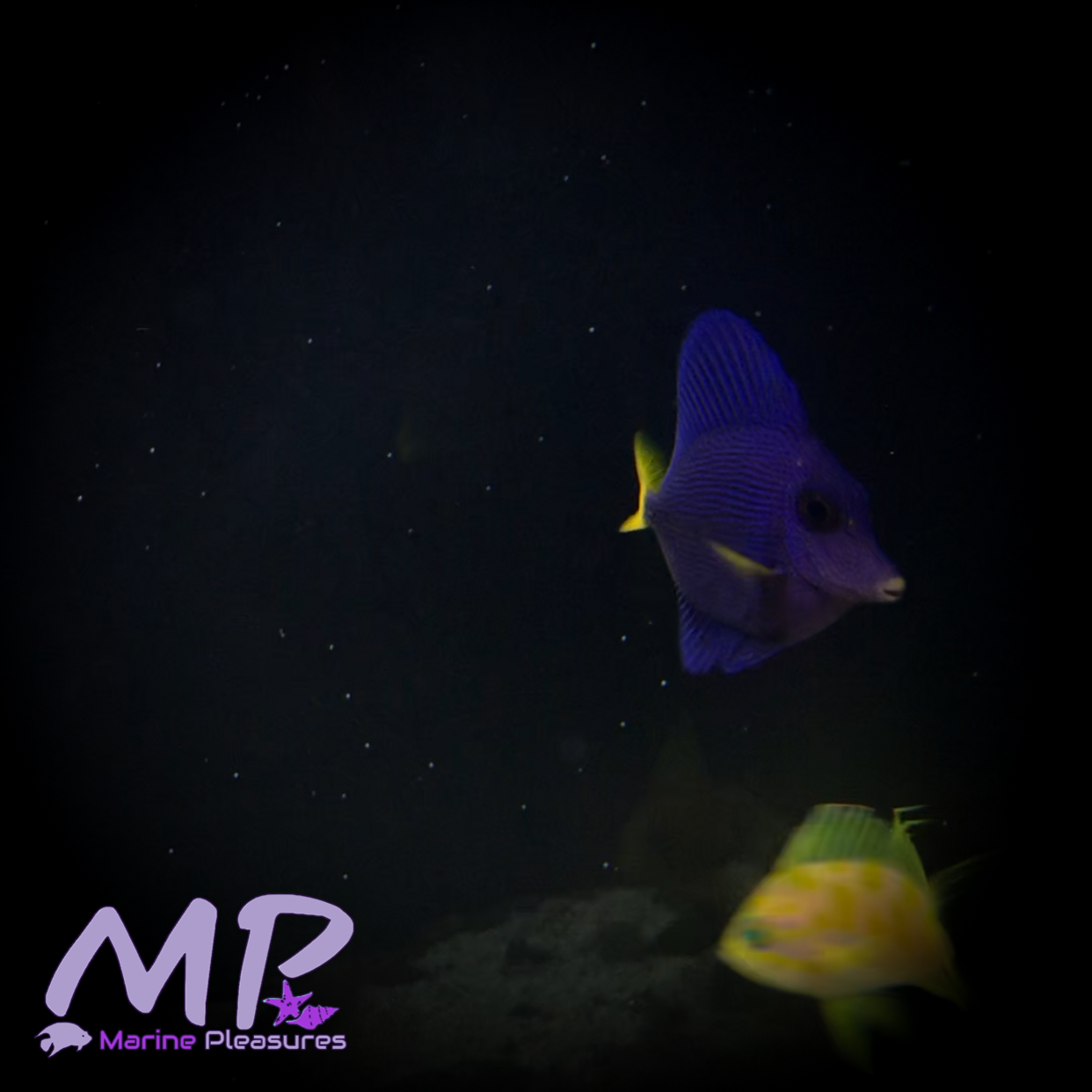 1.5" Purple Tang - (Red Sea)