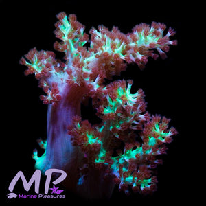 5" Japanese Neon Kenya Tree Coral