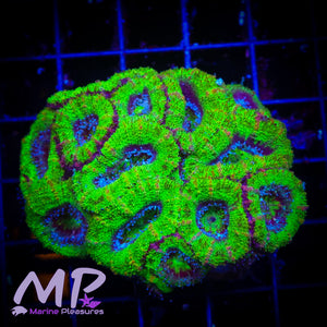 Ultra Green Acan Lord Coral - (Colony)