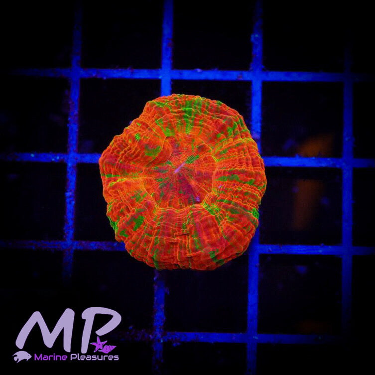 1" Australian Ultra Bleeding Mini Scolymia Coral