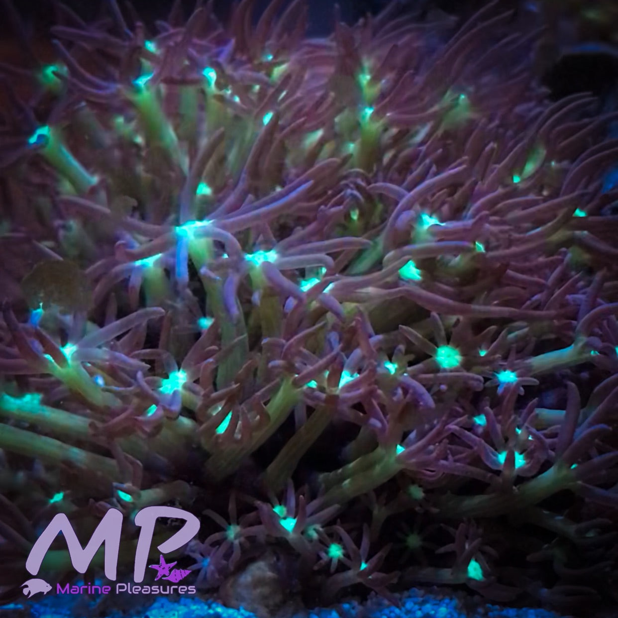 Green Star Polyps - (New Species of GSP)