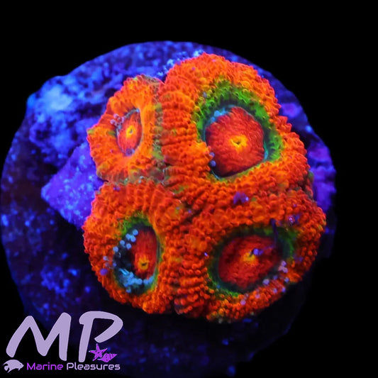 Galactic Nuclei Micromussa Coral
