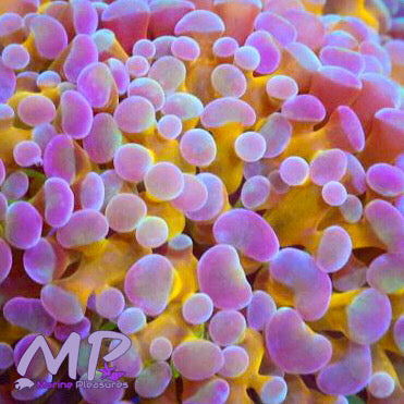 Yellow Hologram Frammer Coral - (Cut to Order)