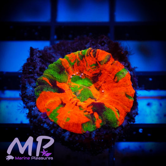 Aussie Master Piece Scolymia Coral