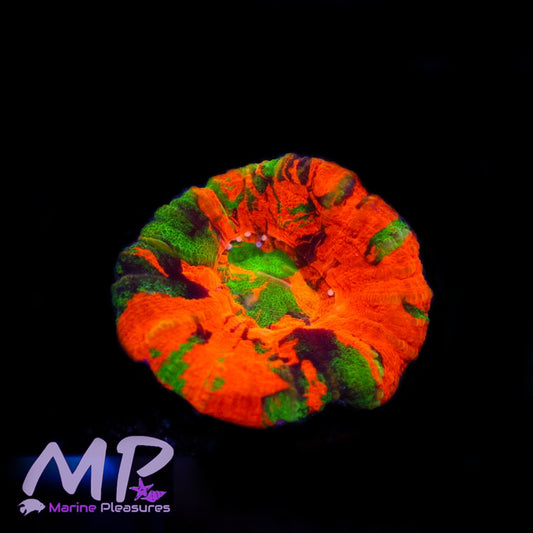 2" Aussie Master Piece Scolymia Coral