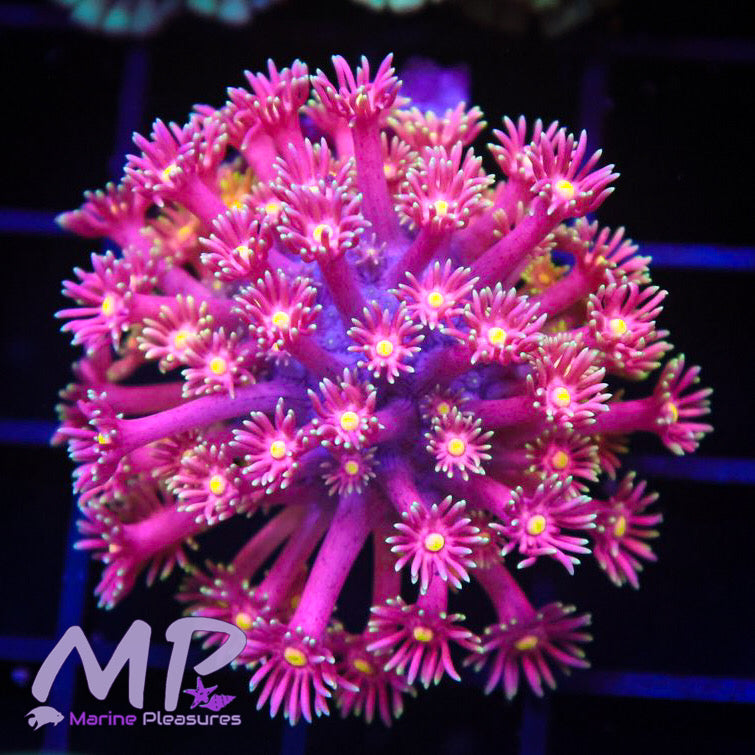 Candy Land Goniopora Coral - (Show Piece)