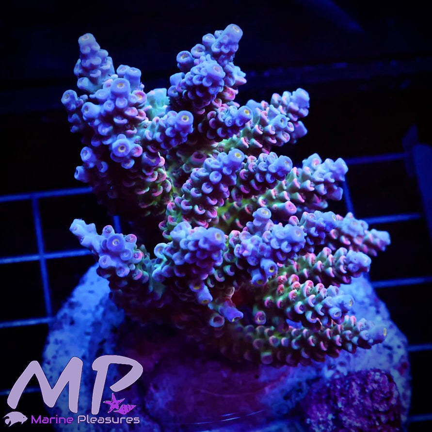 Rainbow Tenuis Acropora - (Colony)
