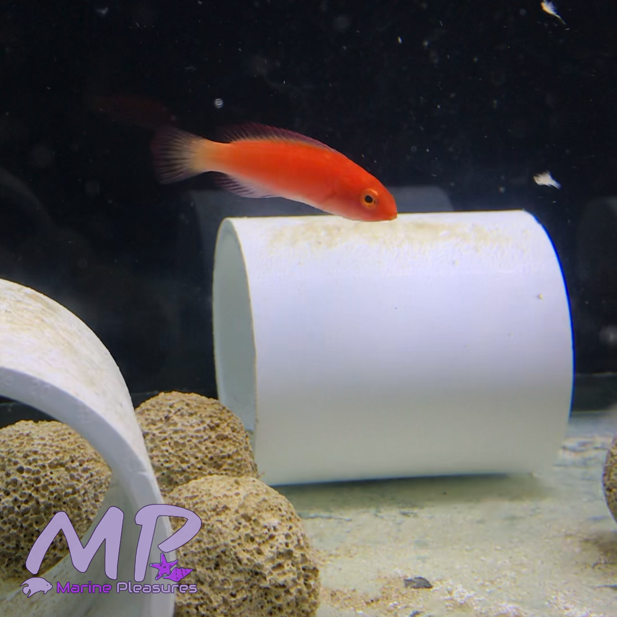 Magma Fairy Wrasse - (Juv Pair)