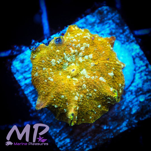 Gold Flake White Bounce Mushroom Coral