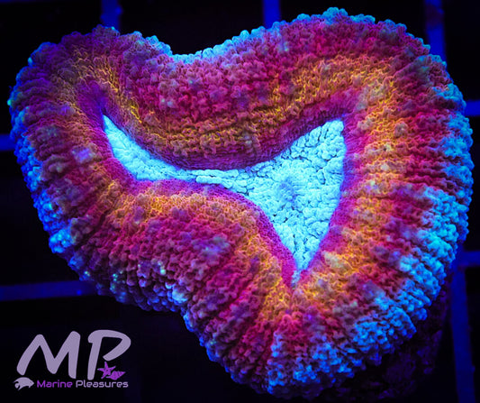 Aquaman Rainbow Lobophyllia Coral