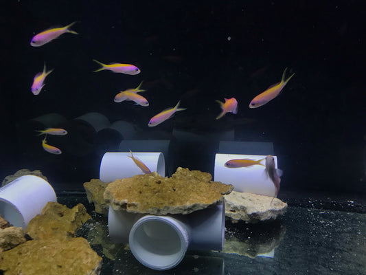 Evansi Anthias - F/F (School of 12 Juveniles)