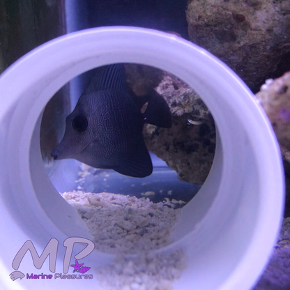 1.5" Tiny Black Tang Hybrid