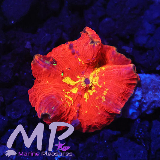 Purple Monster Mushroom Coral
