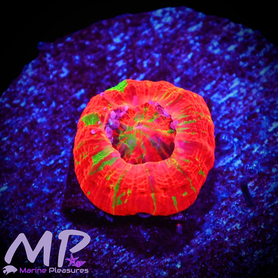 1/2" Reverse Bleeding Scolymia Coral