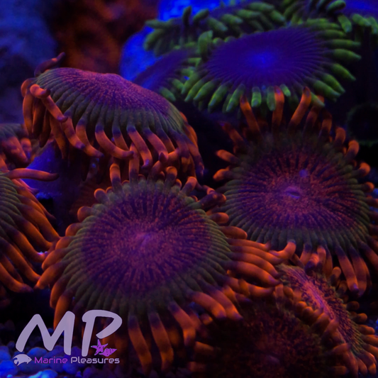 Speckled Krakatoa Zoanthids - (1 Polyp)