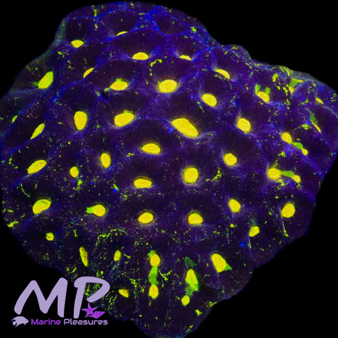 Purple Monster Ultra Goniastrea Coral - (Show Piece)