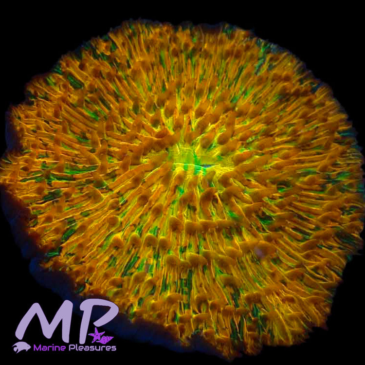 3.5" Fungia Plate Coral - Orange Ultra Splatter