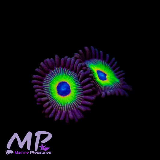 Bob Marley Zoa - (1-3 Polyps)