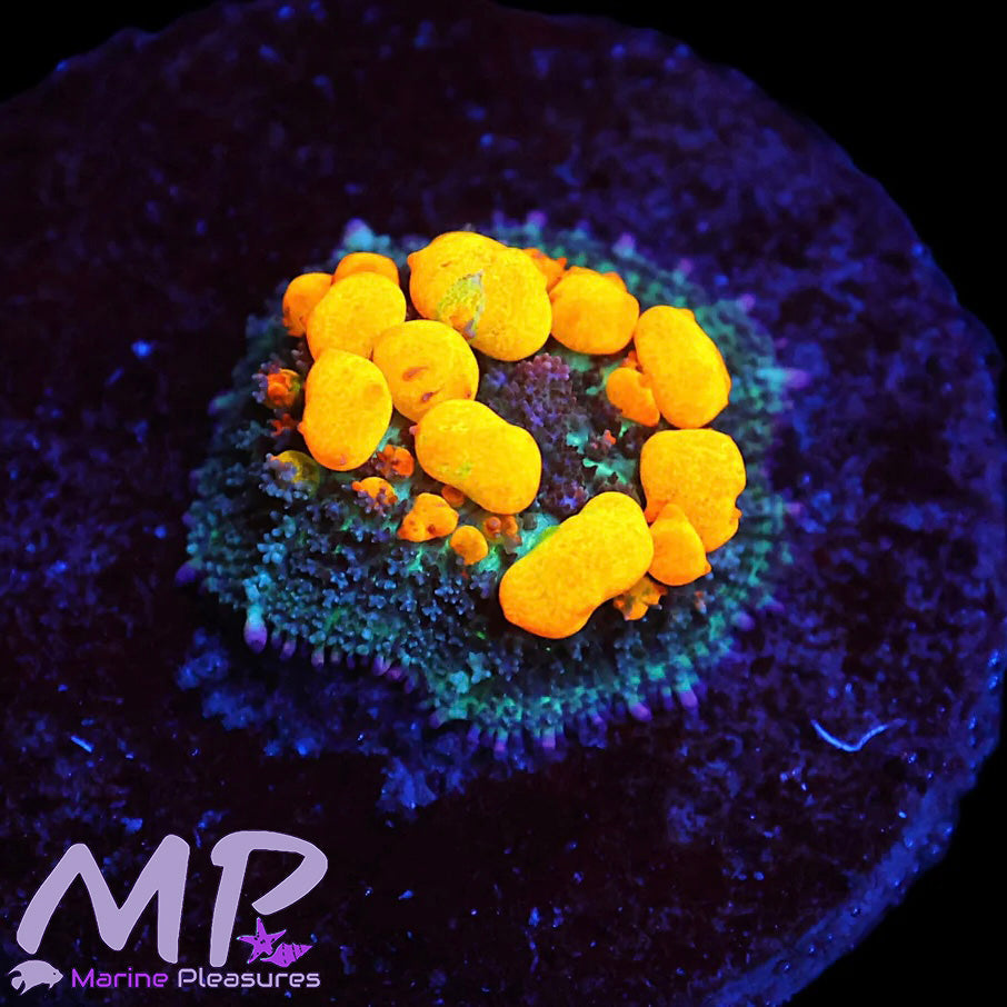 Og Bounce Mushroom Coral - (Natural Born)