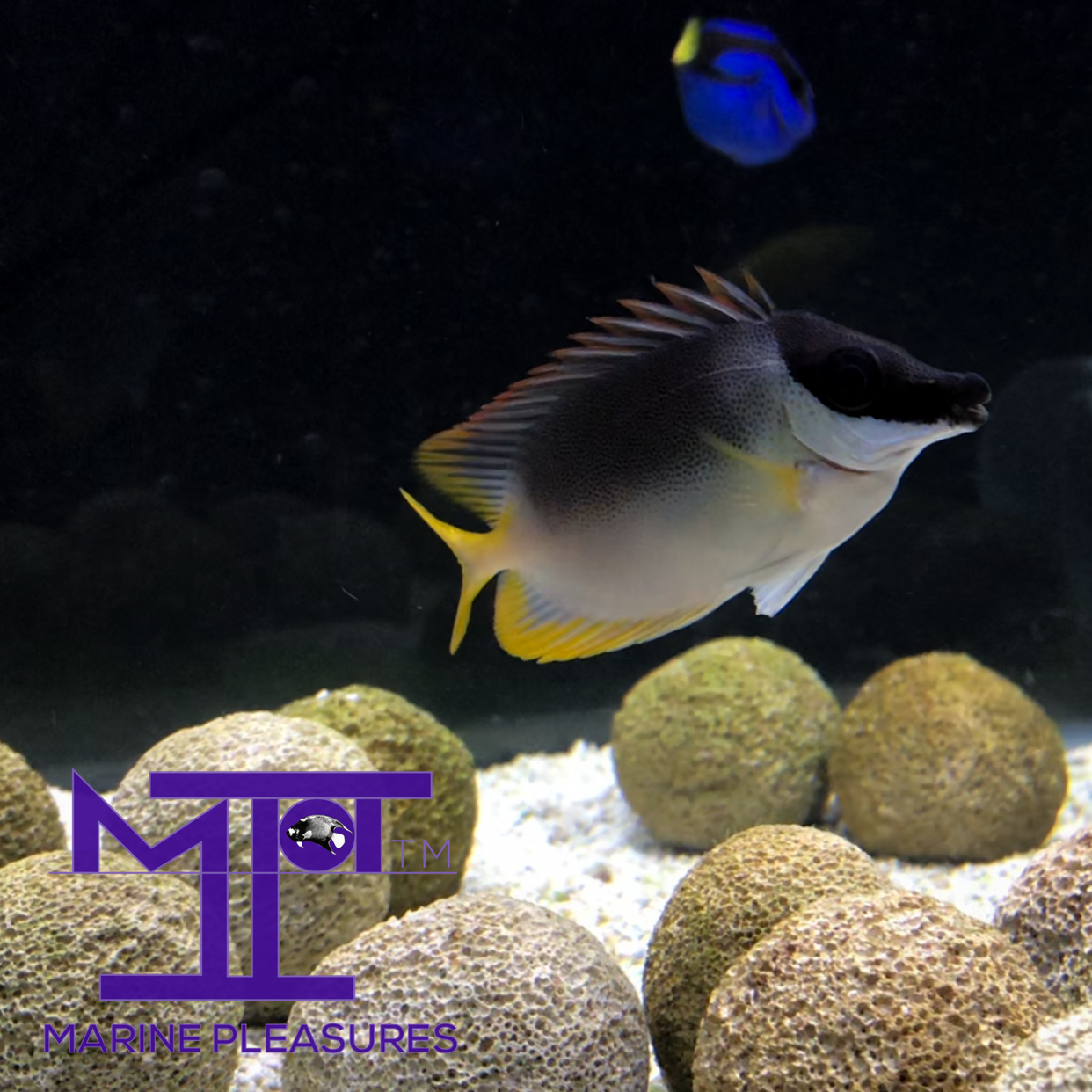 2" Magnificent Rabbitfish - (Juvenile)