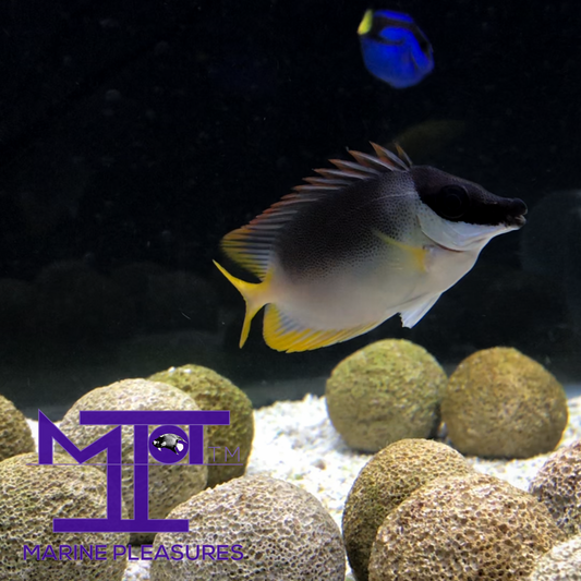 2" Magnificent Rabbitfish - (Juvenile)