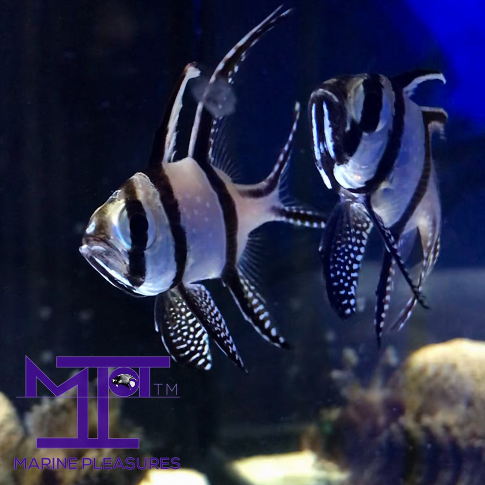 Banggai cardinalfish - (Pair) – Marine Pleasures