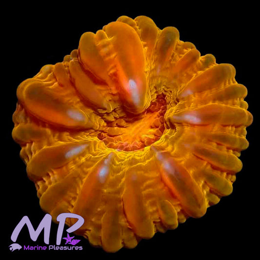 3" Ultra Orange Cynarina - (True Yellow)